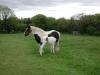 Mare and foal in Killowen 3_thumb.jpg 2.2K